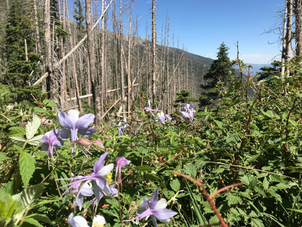 Lots of Columbines near the top